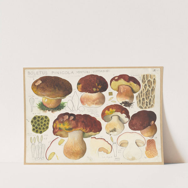 Boletus pinicola Venturi, Vittadini (1915-1945) by Hans Walty