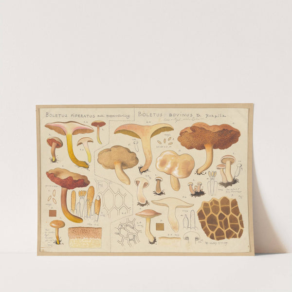 Boletus piperatus, Boletus bovinus (1915-1945) by Hans Walty