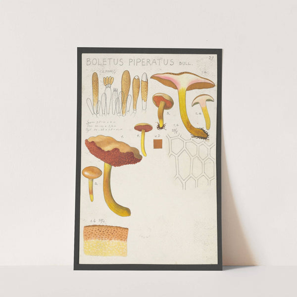 Boletus piperatus Bull. (1915-1945) by Hans Walty