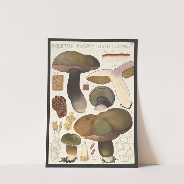 Boletus porphyrosporus Fr (1915-1945) by Hans Walty