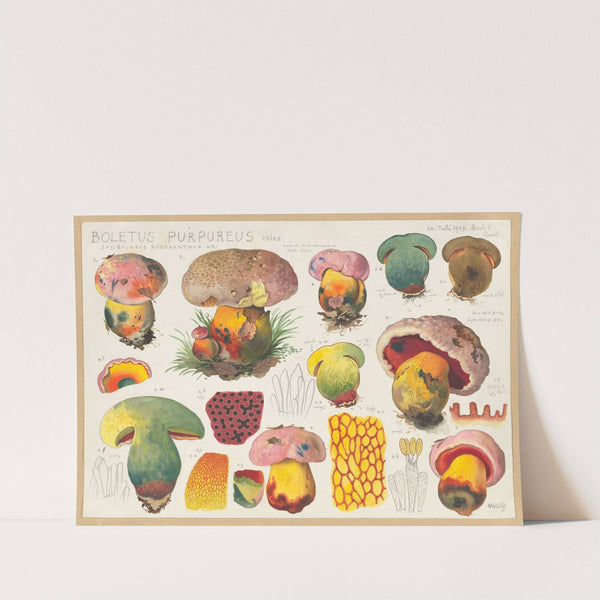 Boletus purpureus Fries sanguineus rodoxanthus Kr. (1915-1945) by Hans Walty