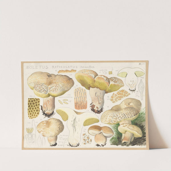 Boletus reticulatus Schaeffer. (1915-1945) by Hans Walty