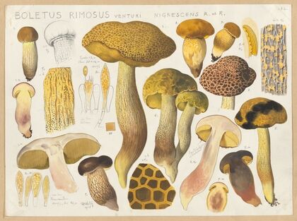 Boletus rimosus Venturi nigrescens R et. R (1915-1945)