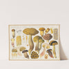 Boletus rimosus Venturi nigrescens R et. R (1915-1945) by Hans Walty