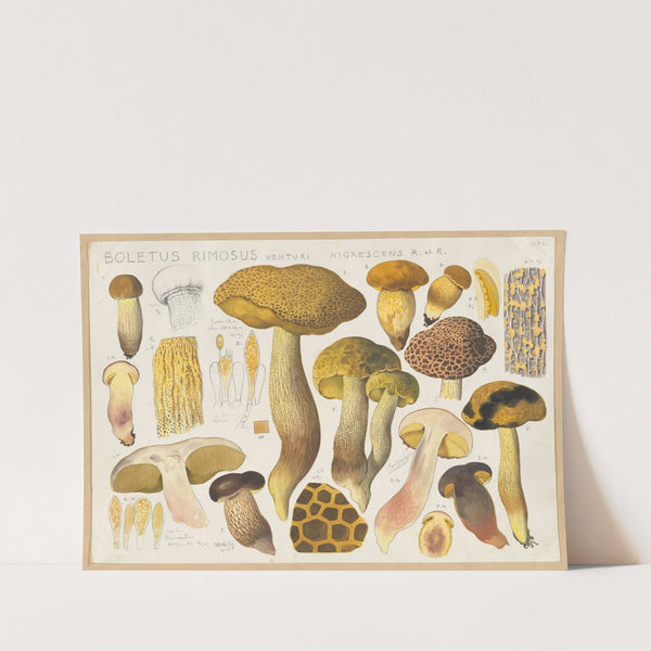 Boletus rimosus Venturi nigrescens R et. R (1915-1945) by Hans Walty