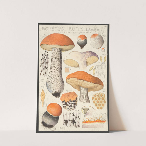 Boletus rufus Schaeffer rufescens secretan (1915-1945) by Hans Walty