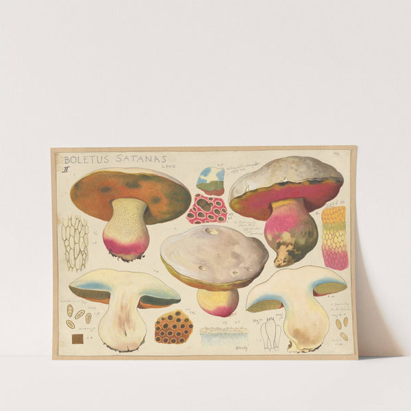 Boletus satanas Lenz. 2 (1915-1945) by Hans Walty