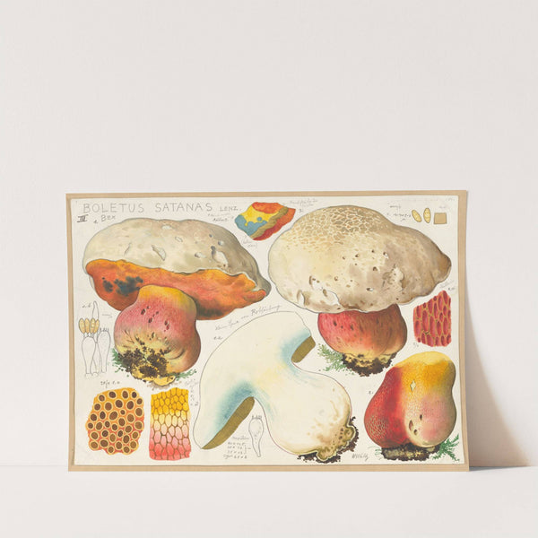 Boletus satanas Lenz. 3 (1915-1945) by Hans Walty