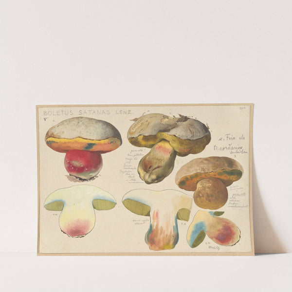 Boletus satanas Lenz. (1915-1945) by Hans Walty