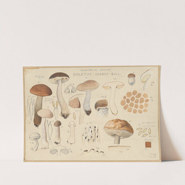 Boletus scaber Bull. (1915-1945) by Hans Walty