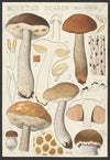Boletus scaber Bulliard. (1915-1945)