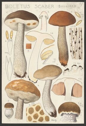 Boletus scaber Bulliard. (1915-1945)