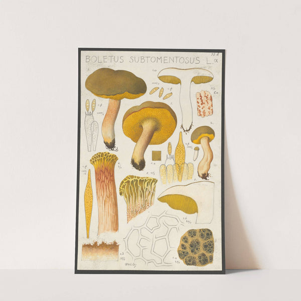 Boletus subtomentosus L. α (1915-1945) by Hans Walty