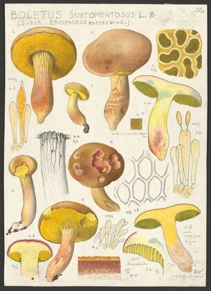 Boletus subtomentosus L. β (Subsp. eriophorus Rostkowius.) (1915-1945)