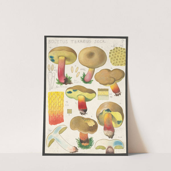 Boletus terreus Secr. (1915-1945) by Hans Walty