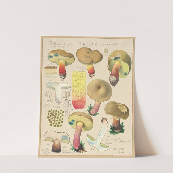 Boletus terreus Secretan (1915-1945) by Hans Walty