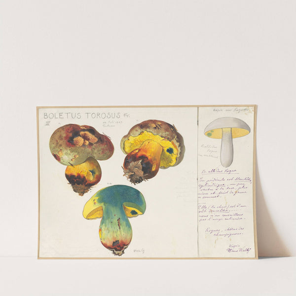 Boletus torosus (1915-1945) by Hans Walty