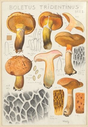 Boletus tridentinus (1915-1945)
