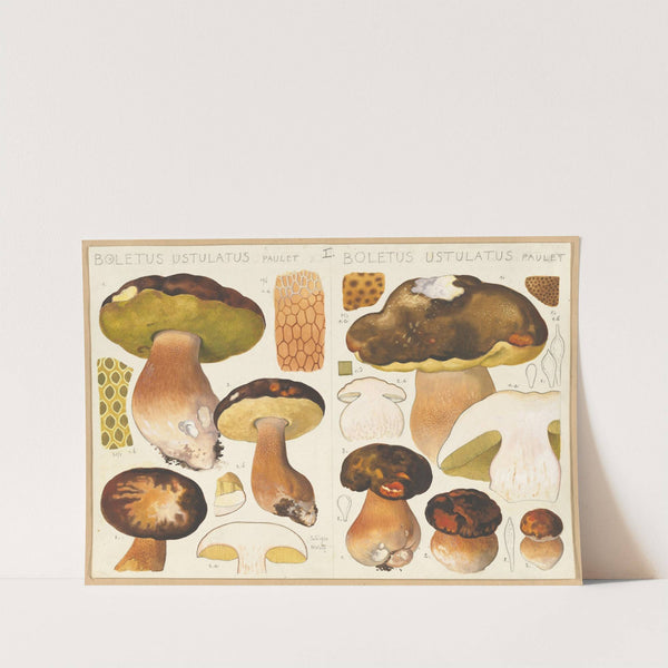 Boletus ustulatus Paulet., Boletus ustulatus Paulet. (1915-1945) by Hans Walty
