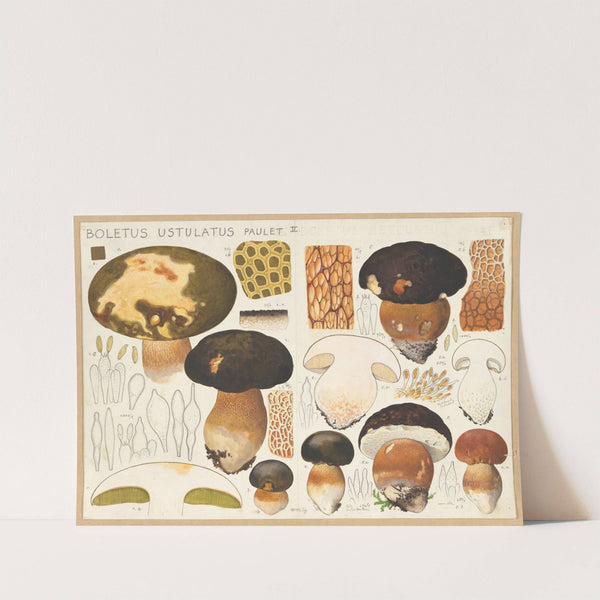 Boletus ustulatus Paulet. (1915-1945) by Hans Walty