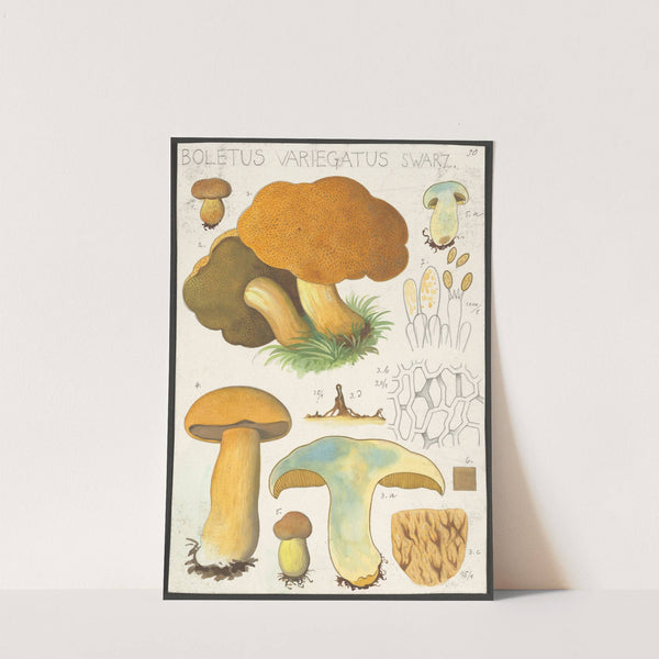 Boletus variegatus Swarz. (1915-1945) by Hans Walty