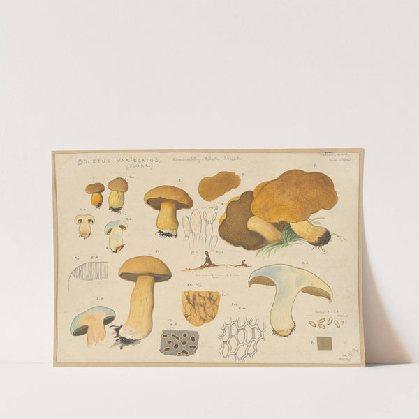 Boletus variegatus (Swarz.) (1915-1945) by Hans Walty