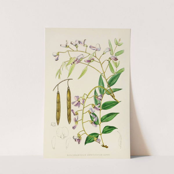 Bolusanthus Speciosus by Illtyd Buller Pole-Evans