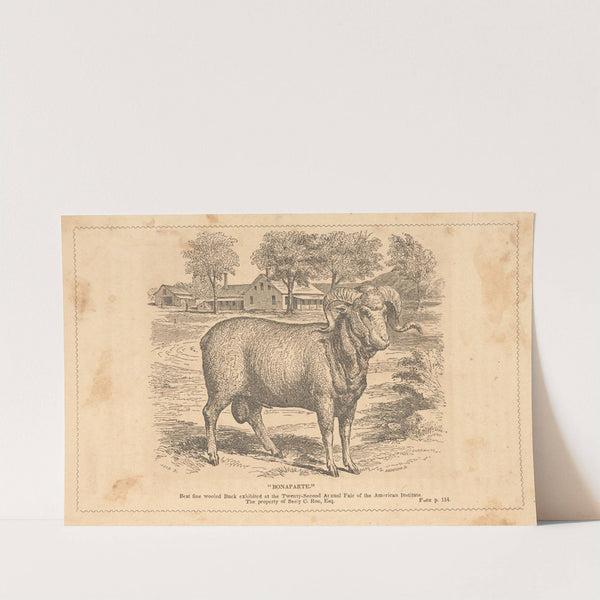 Bonaparte by Alexander Anderson