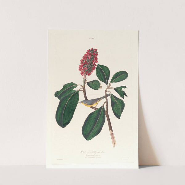 Bonaparte fly catcher by John James Audubon