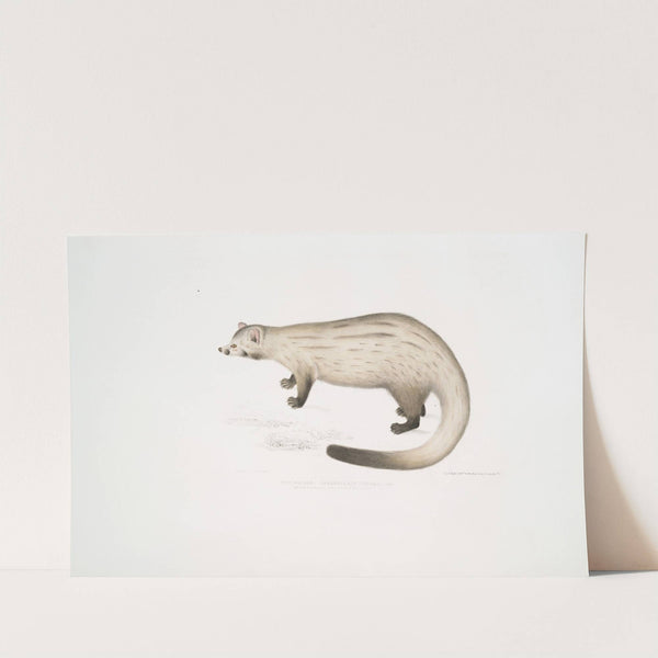 Bondar Paradoxurus, Paradoxurus Bondar. by John Edward Gray