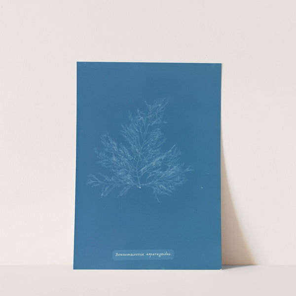 Bonnemaisonia asparagoides. by Anna Atkins