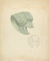 Bonnet