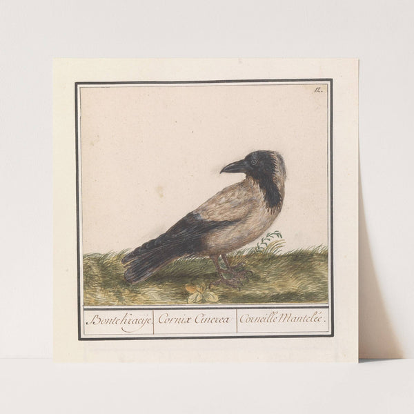 Bonte kraai (Corvus cornix) (1596-1610) by Anselmus Boëtius de Boodt