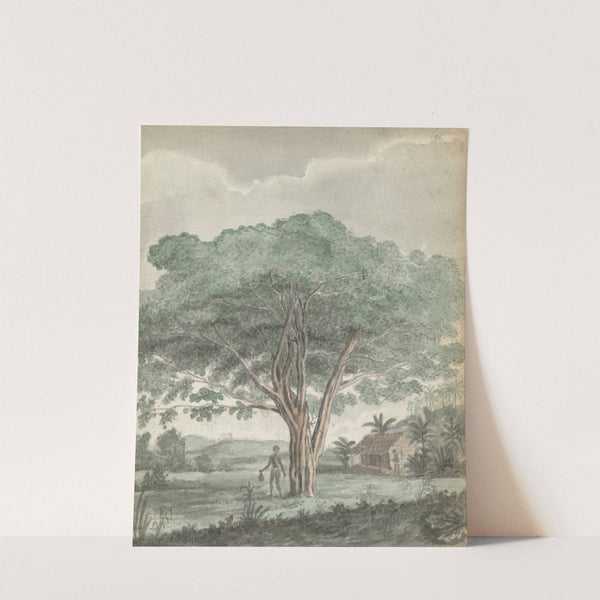 Boom op Ceylon by Jan Brandes