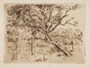 Boomgaard (1893)