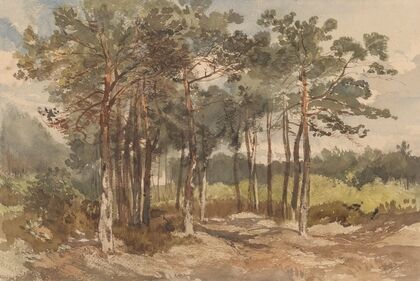 Boomgroep in de bossen bij Driebergen