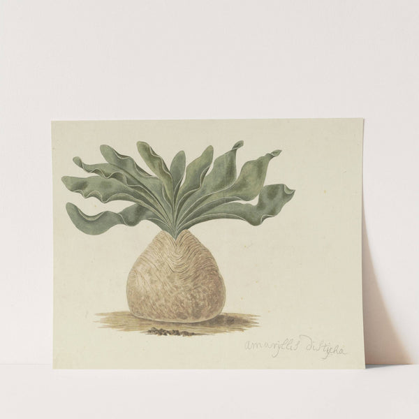 Boophone haemanthoides F.M. Leighton (Hottentots poison-bulb, or giftbol) (1777 - 1786) by Robert Jacob Gordon