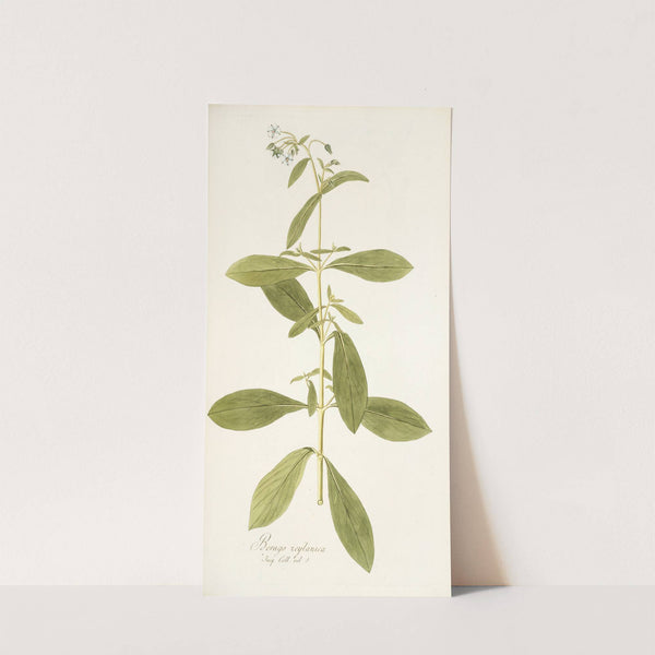 Borago zeylanica by Nikolaus Joseph Freiherr von Jacquin