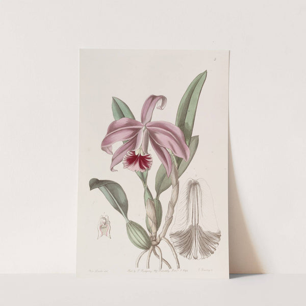 Bordered Dwarf Cattleya by Sydenham Edwards