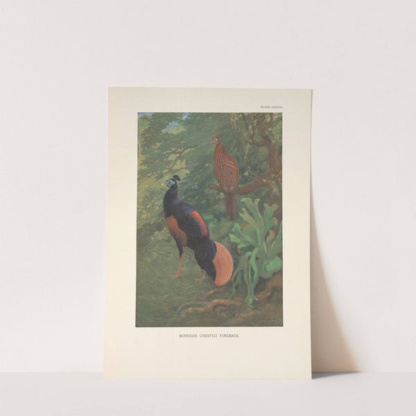 Bornean Crested Fireback (Lophura ignita). (1918-1922) by Charles Robert Knight