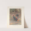 Bornean Crestless Fireback (Acomus pyronotus) (1918-1922) by George Edward Lodge