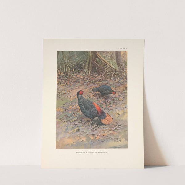 Bornean Crestless Fireback (Acomus pyronotus) (1918-1922) by George Edward Lodge