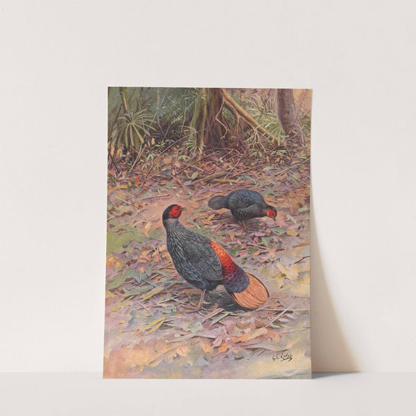 Bornean Crestless Fireback by George Edward Lodge