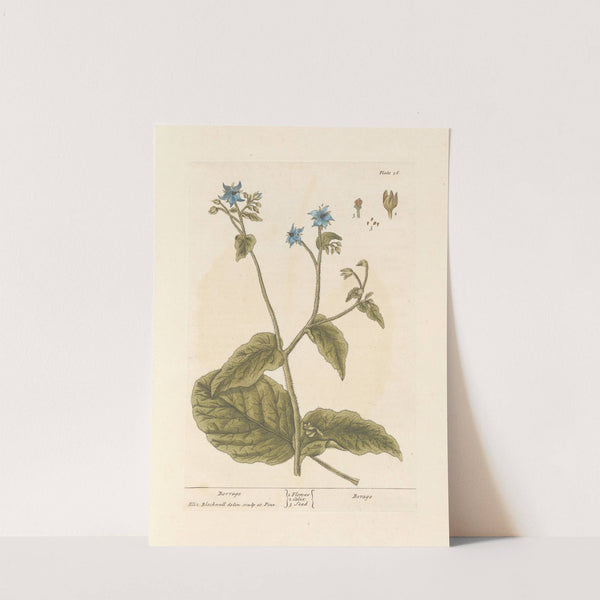 Borrage by Elizabeth Blackwell