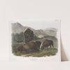 Bos Americanus, American Bison. 1. Female, 2. Young, 3. Male. (1845-1848) by John Woodhouse Audubon