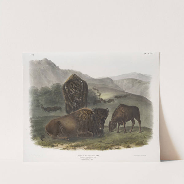 Bos Americanus, American Bison. 1. Female, 2. Young, 3. Male. (1845-1848) by John Woodhouse Audubon