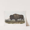 Bos Americanus, American Bison, or Buffalo. Male. (1845-1848) by John Woodhouse Audubon