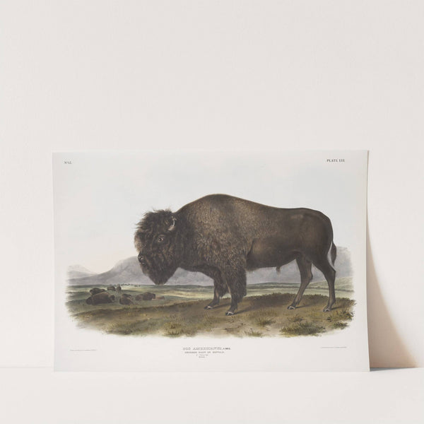Bos Americanus, American Bison, or Buffalo. Male. (1845-1848) by John Woodhouse Audubon