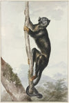 Bos duyvel