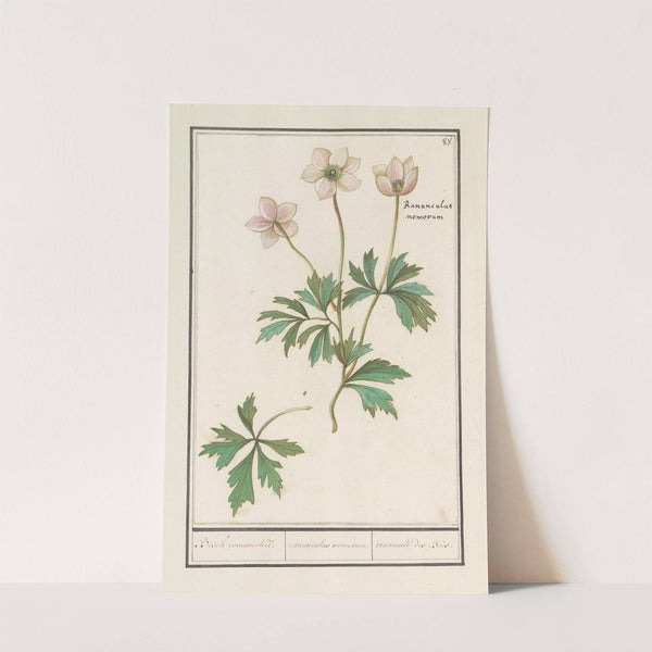 Bosanemoon (Anemone nemorosa) Bosch roononckel. ranunculus nemorum. ranoncule des Bois (1596-1610) by Anselmus Boëtius de Boodt